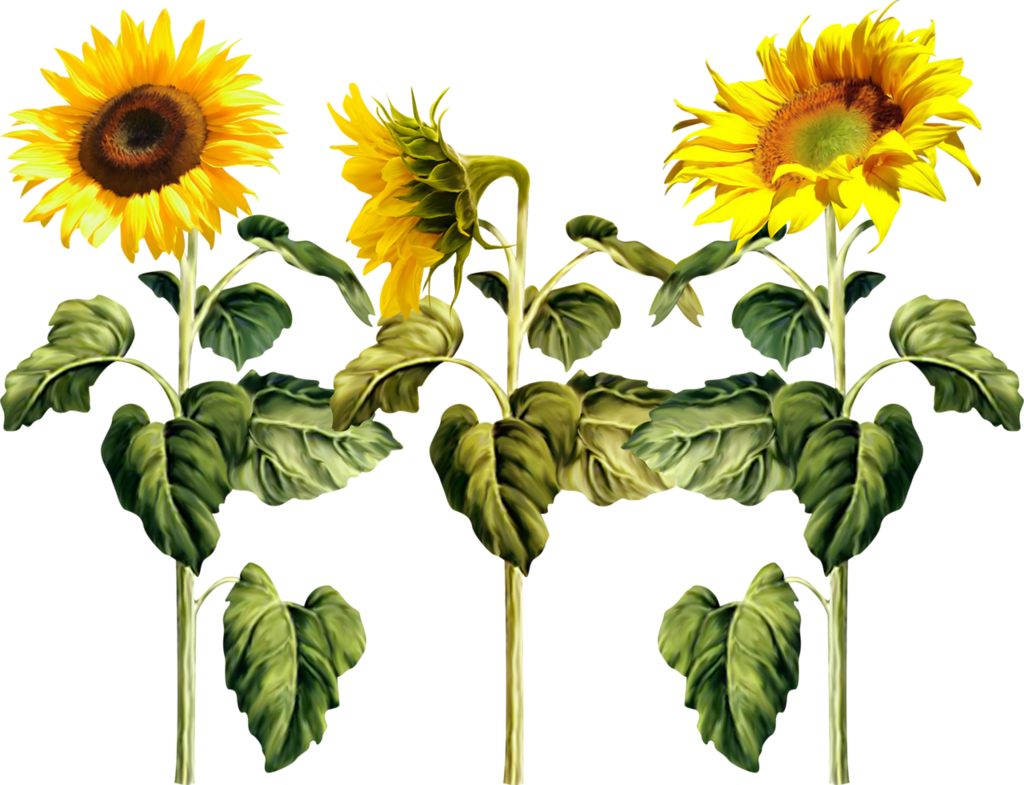Common Sunflower Pixel Clip Art - Common Sunflower Pixel Clip Art (1024x785)