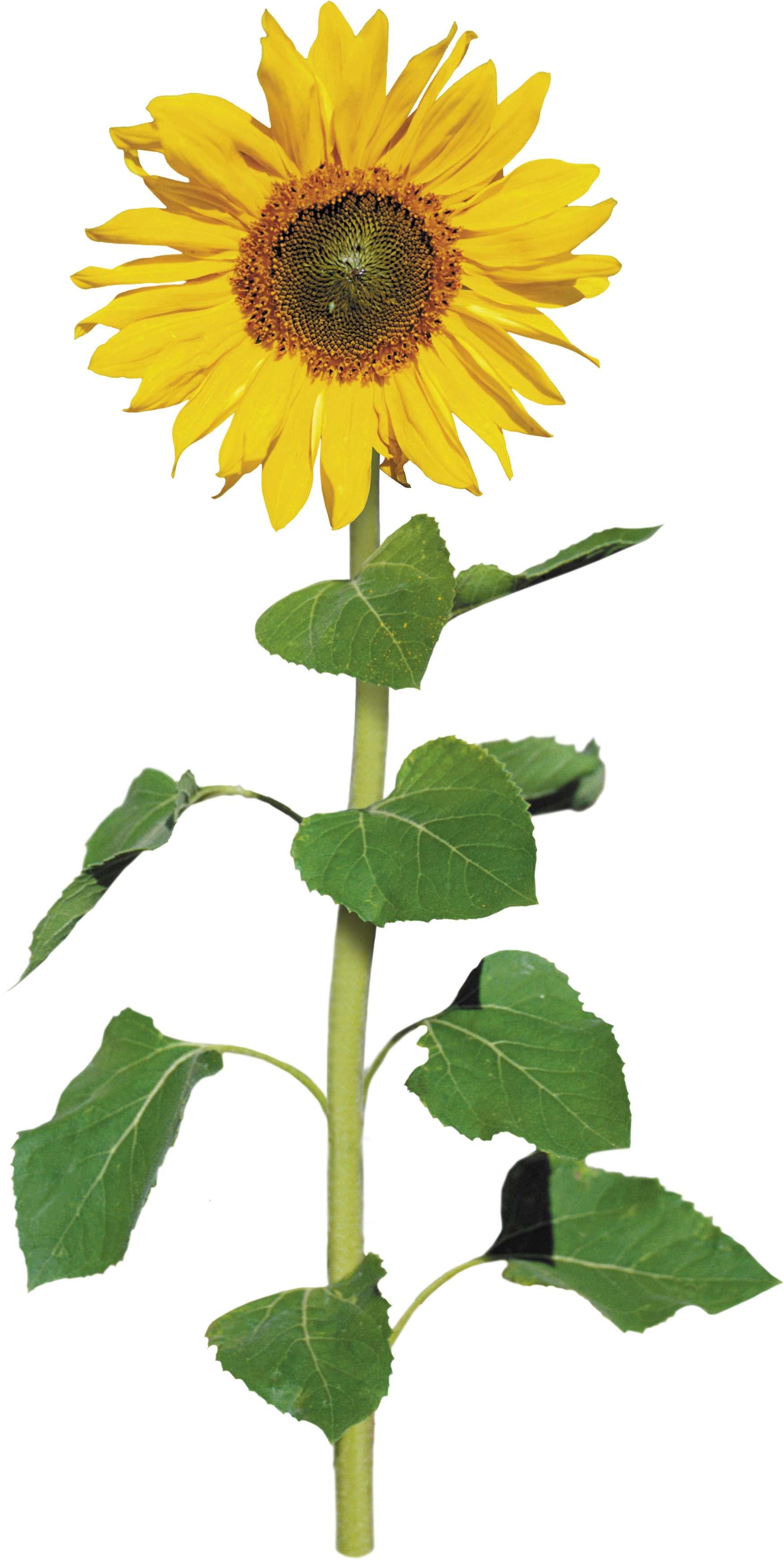 Common Sunflower Archive File Clip Art - Common Sunflower Archive File Clip Art (1752x3486)