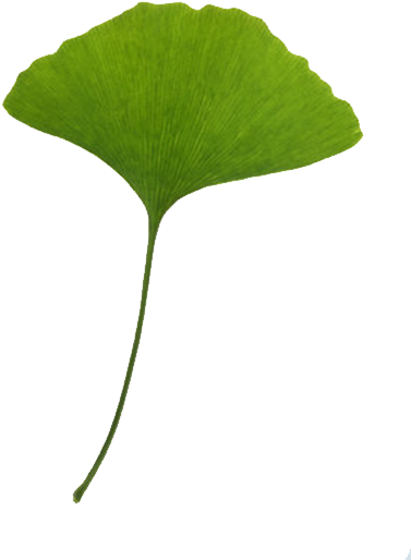Leaf Ginkgo Biloba Download Clip Art - Leaf Ginkgo Biloba Download Clip Art (658x658)