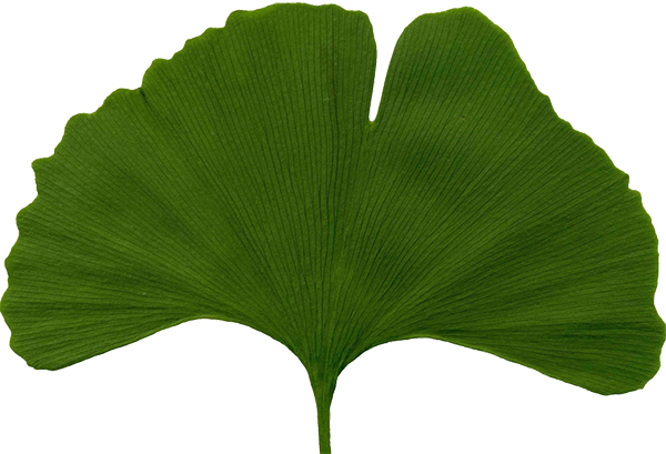 Homeopathy - Ginkgo Biloba Leaf (600x409)