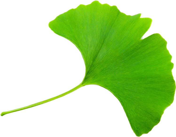 Ginkgo Leaf Clip Art (1000x665)