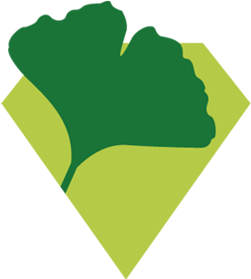 Ginkgo Biloba - Illustration (354x360)