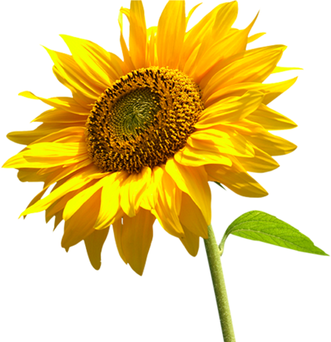 подсолнечник на белом фоне. подсолнух на белом фоне. подсолнух на белом фоне. подсолнечник без фона. подсолнух на прозрачном фоне.