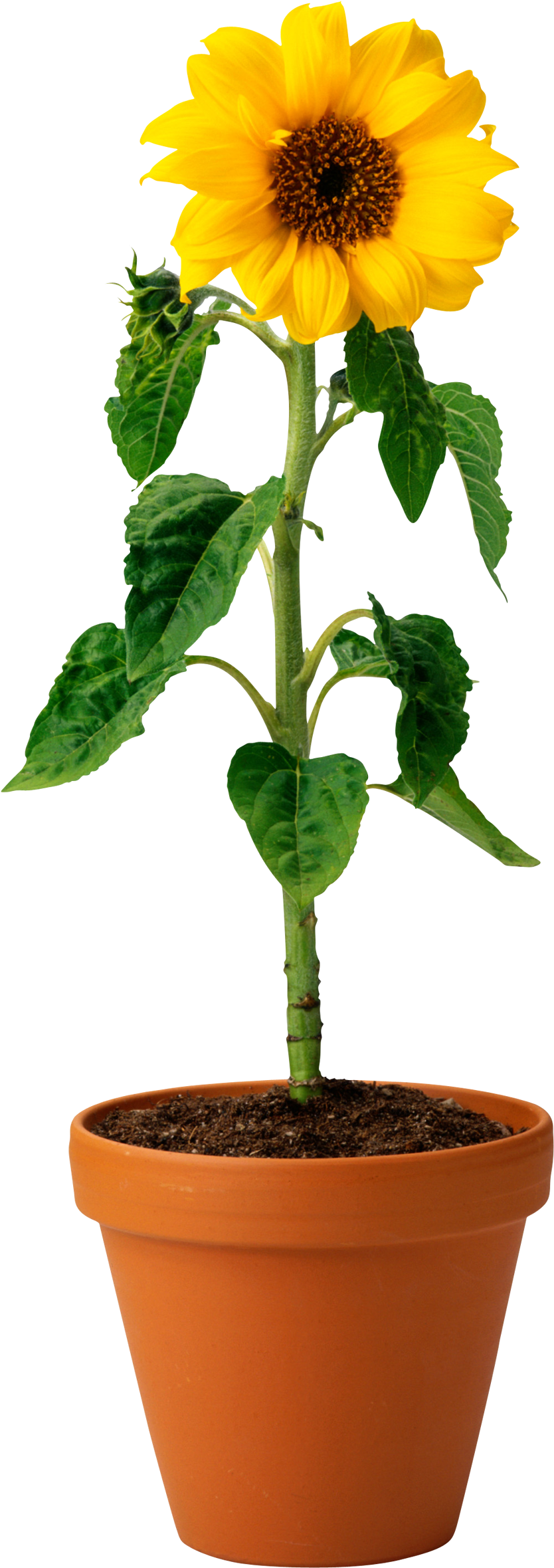 Common Sunflower Clip Art - Common Sunflower Clip Art (1500x2358)