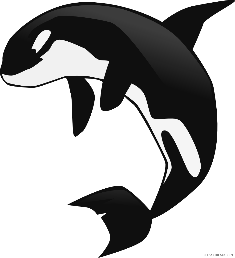 Orca Whale Animal Free Black White Clipart Images Clipartblack - Killer Whale Cartoon Png (998x1097)