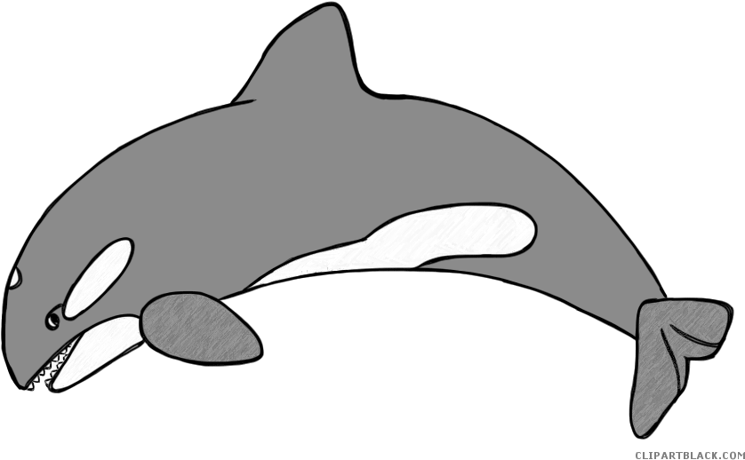 Orca Animal Free Black White Clipart Images Clipartblack - Antarctic Animals Clip Art (886x565)