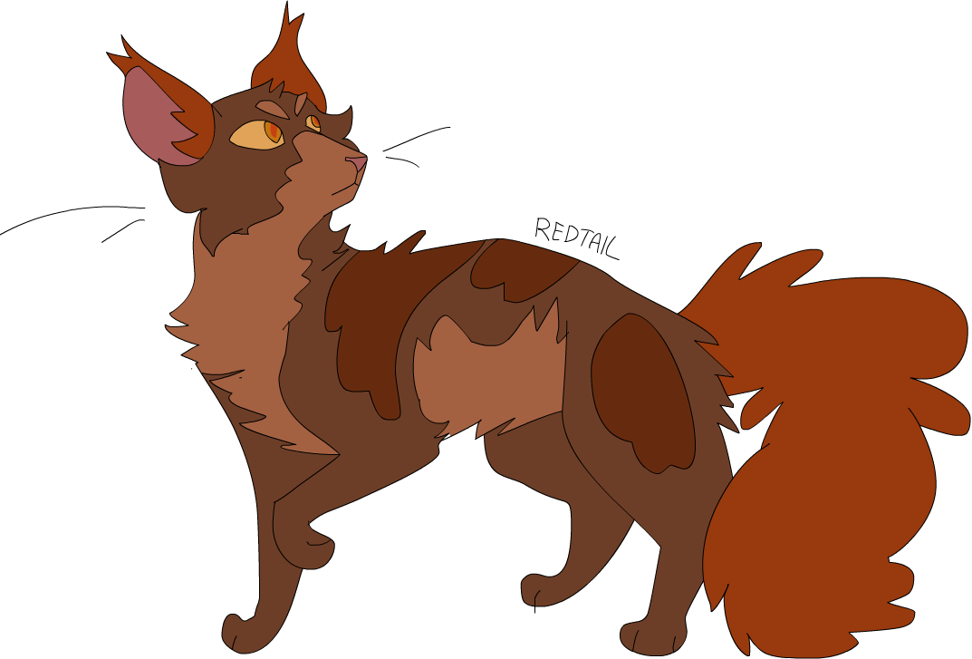 Warrior Cats Redtail Redraw Thunderclan - Ukari Warrior Cats (1073x727)