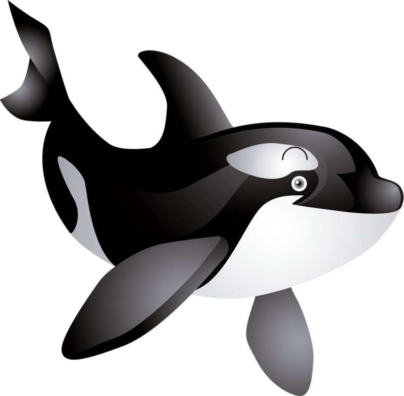 Яндекс - Фотки - Cute Killer Whale Clip Art (800x785)
