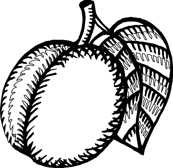 Nectarine Clipart - Nectarine Coloring Page (555x538)