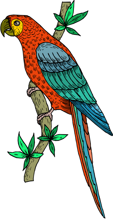 Parrot Clipart, - Parrot Art Clip (386x750)