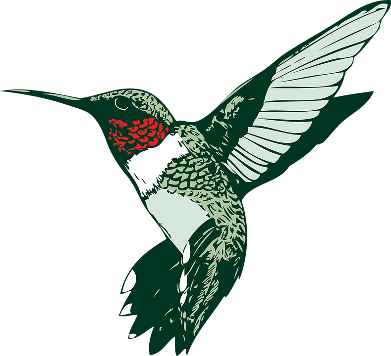 Humming Bird Clipart - Free Hummingbird Clip Art (789x720)