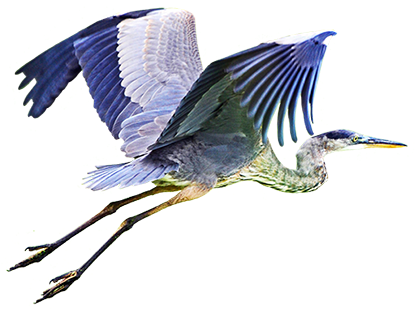 Bird Clip Art - Blue Heron Flying Clipart - (431x308) Png Clipart Download