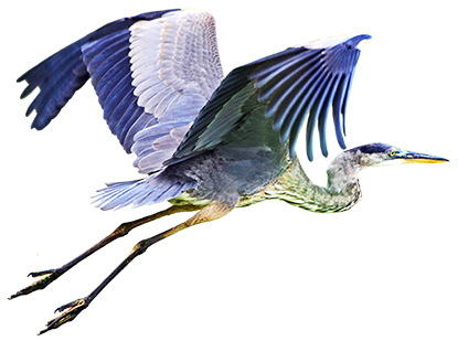 Bird Clip Art - Blue Heron Flying Clipart (431x308)