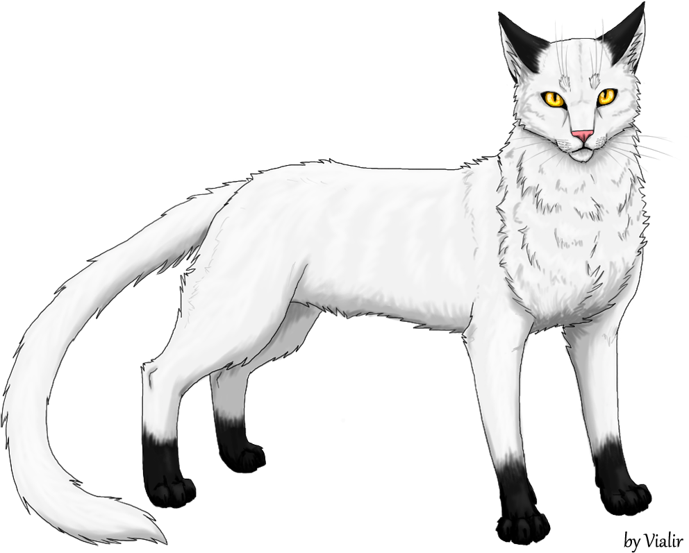 Blackstar Reddy Wiki Fandom Powered By Wikia - Warrior Cats Shadowclan Blackstar (1000x796)