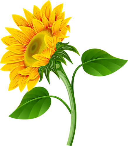 Album - Girassol Png (437x500)