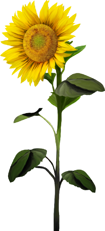 Common Sunflower Clip Art - Common Sunflower Clip Art (341x750)