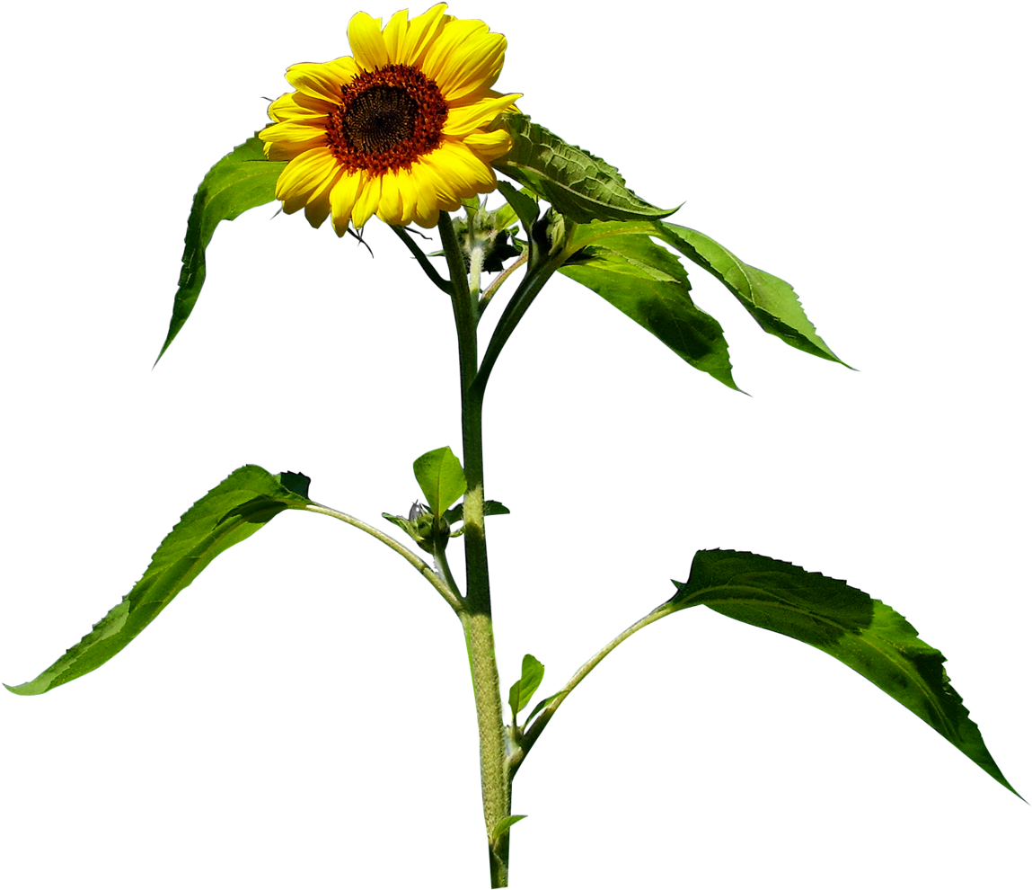 Common Sunflower Yellow Clip Art - Common Sunflower Yellow Clip Art (1280x1155)