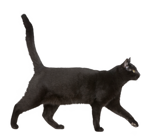 Black Cat - Central Pattern Generator Cat (550x471)