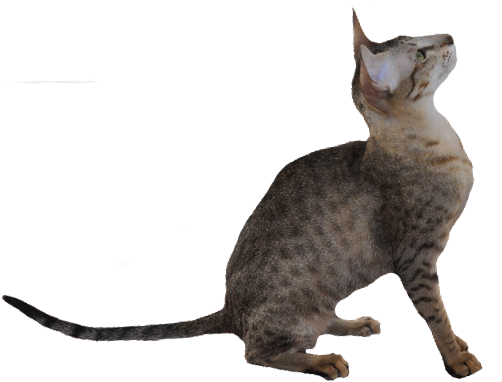 Kolb's Kaelyn Of Sahja, Ebony Spotted Tabby Oriental - Cat (536x458)