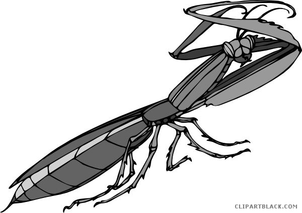 Praying Mantis Animal Free Black White Clipart Images - Mantide Religiosa (600x425)