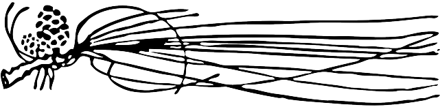 Picture Black, White, Cone, Automatic, Needles, Pine, - Pine (640x320)