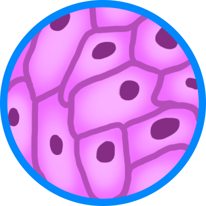 Different Types Of Cells - Epithelioid Shape (412x412)