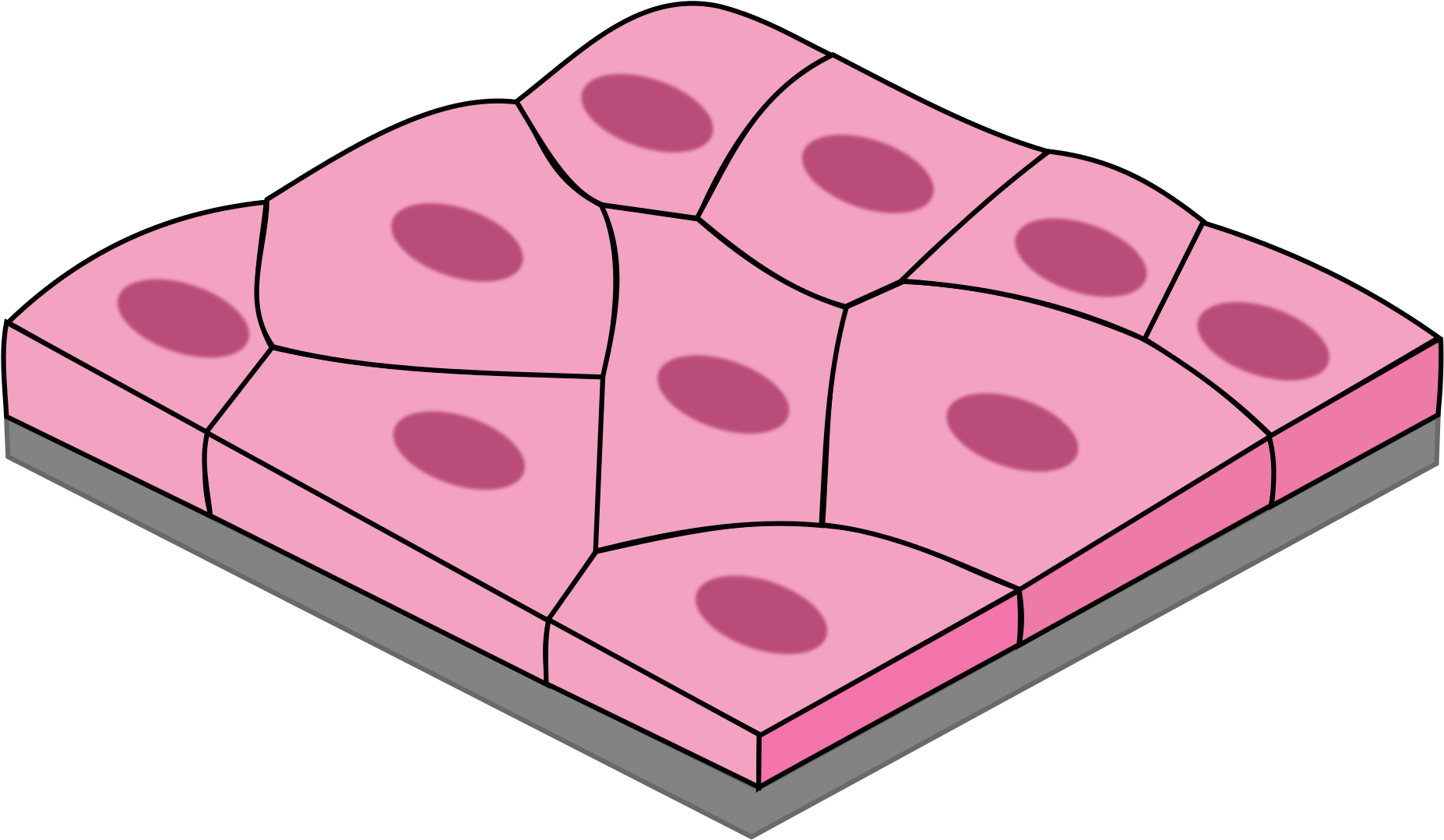 What Type Of Tissue Is This - Simple Squamous Epithelium (2000x1250)