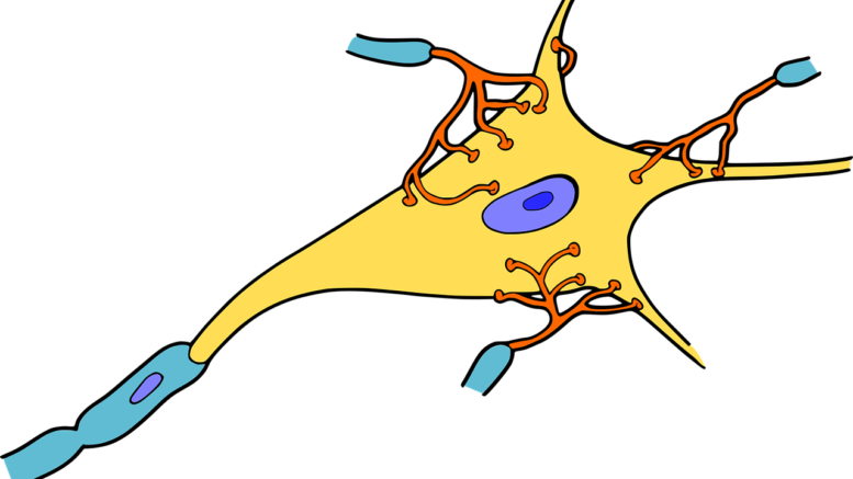 Nerves - Nerves (777x437)