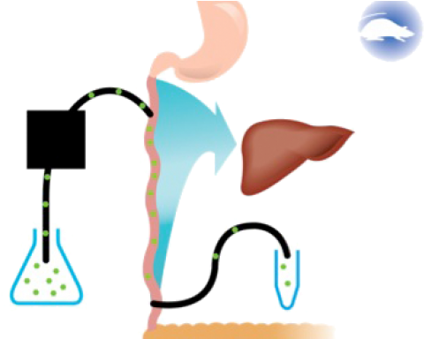 Intestinal Perfusion - Perfusion (500x383)