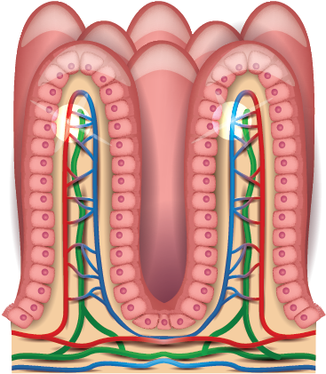Abnormally Stratified Epithelium Instead Of The Pseudostratified - Small Intestine Villi Labeled (429x429)
