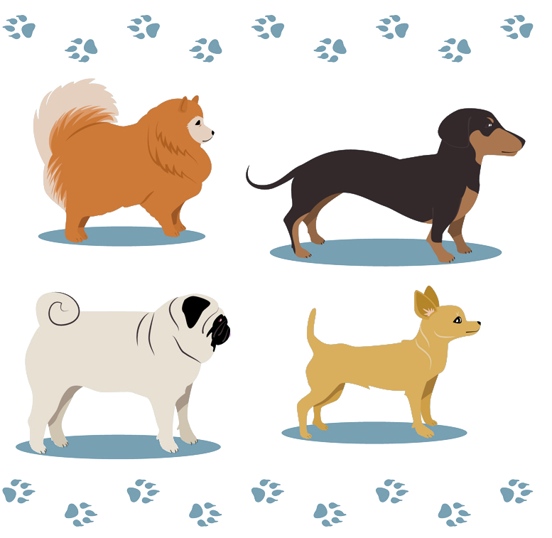 Shar Pei Miniature Pinscher Pomeranian Dachshund Pet - Dog (800x756)