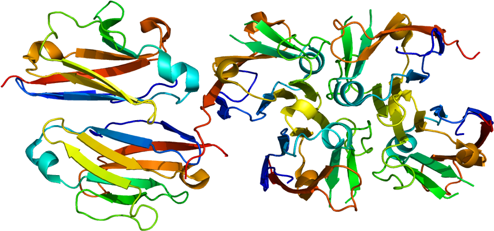 Polymeric Immunoglobulin Receptor (1045x516)