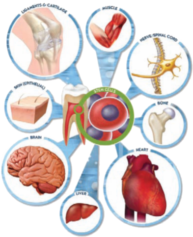 It Is Important To Note That Stem Cells Age Along With - Maticne Celije (393x483)