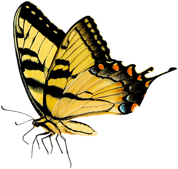 Printable Pictures Of Insects 22, Buy Clip Art - Number Search Puzzles 7: 100 Elegant Puzzles In Large (854x720)