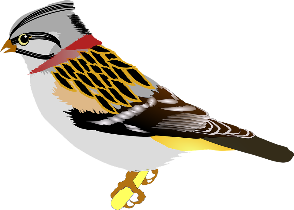 Sparrow Png 21, Buy Clip Art - Birds Clip Art (1046x750)