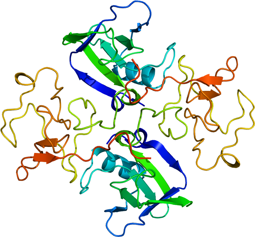 Factor De Crecimiento De Hepatocitos (932x870)