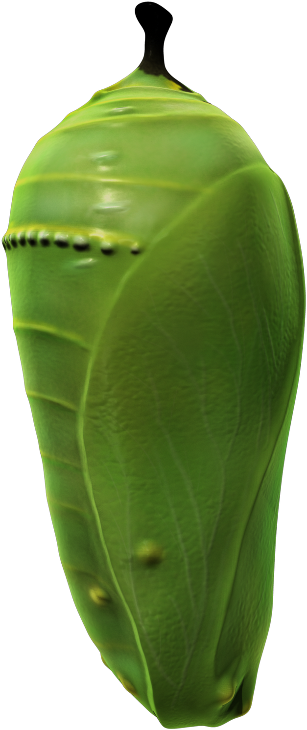 Monarch Butterfly Life Cycle Clip Art Bug Insect Clip - Pupa (1600x1600)