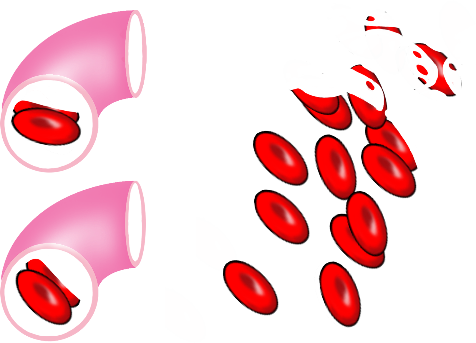 Red Blood Cells > - Red Blood Cells > (1920x1280)