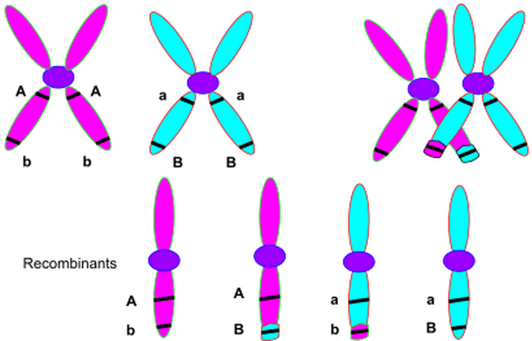 Picture - Result Of Crossing Over (960x497)