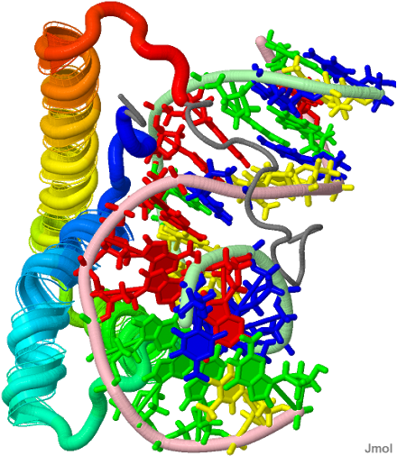 Tcf7l2 Downregulation By Tis7 [interferon-related Developmental - Tcf7l2 Downregulation By Tis7 [interferon-related Developmental (509x512)