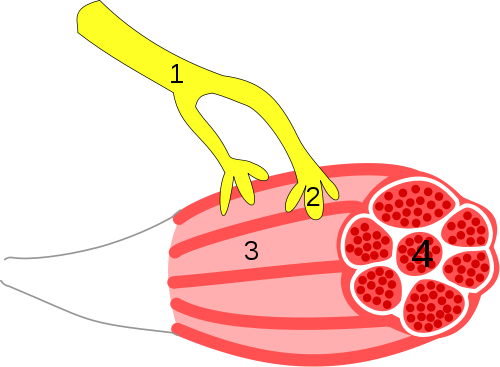 By Synapse Diag3 - Neuromuscular Junction Png (500x367)