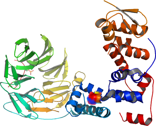 Structure Of A<br /> Beta Trcp1 Skp1 Beta Catenin - Daum (524x423)