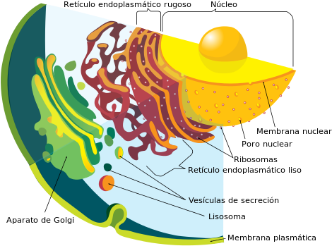 Endomembrane System Diagram Es - Secretory Vesicles Animal Cell (500x382)
