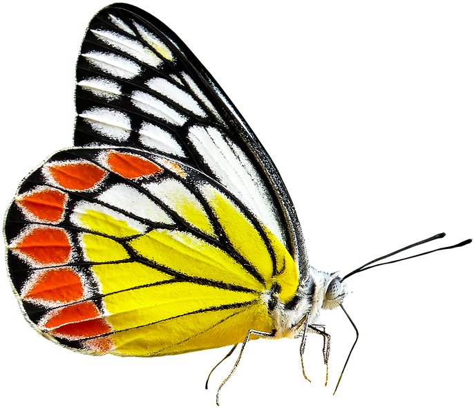 Monarch Butterfly Cartoon 29, Buy Clip Art - Spring Butterflies Transparent Background Yellow (960x720)