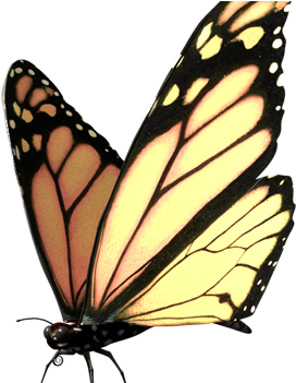 Butterfly-modell - Monarch Butterfly (640x350)