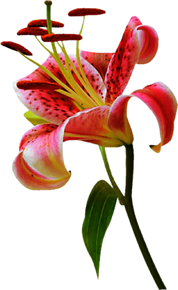 Stargazer Lily By Jeanicebartzen27 - Lily 'stargazer' (720x1080)