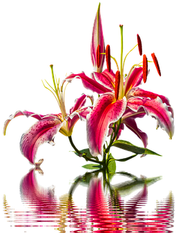 Lily, Blossom, Bloom, Lilies, Flower - Stargazer Lily (442x340)