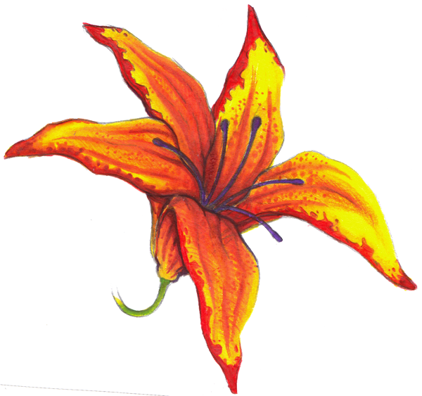 Fire Lily By Khantaya On Deviantart - Fire Lily Drawing (600x563)