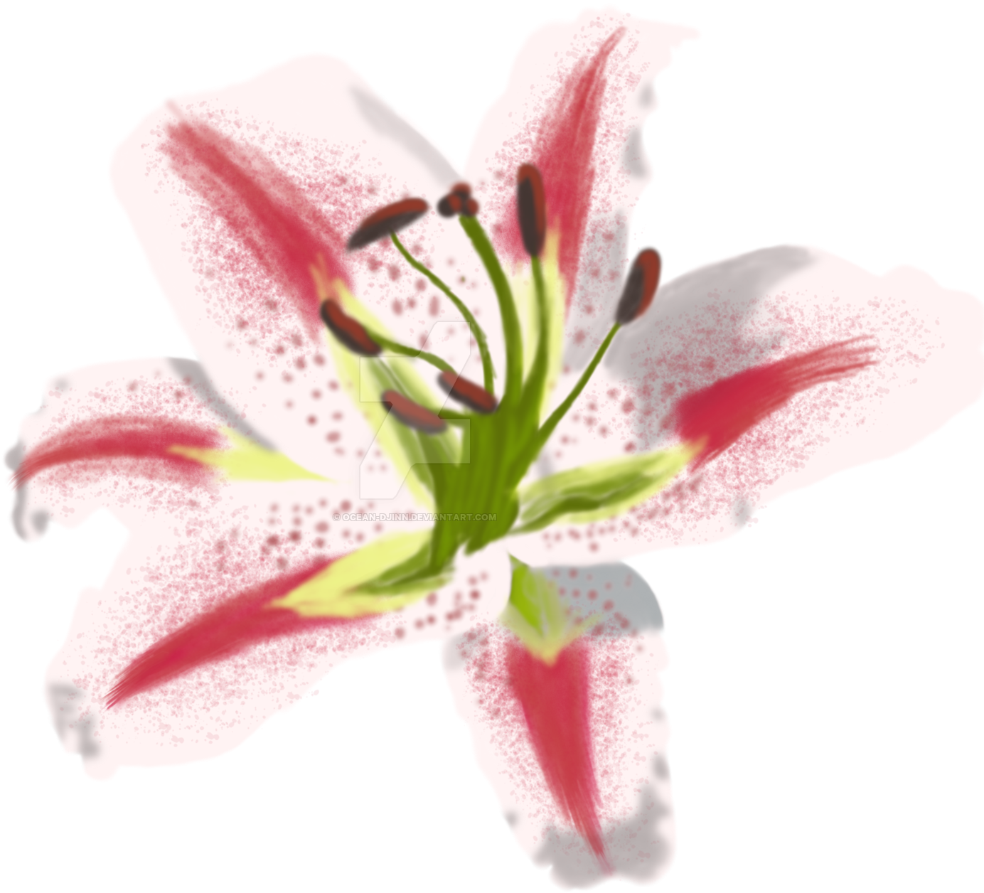 Ocean Djinn 1 1 Oriental Lily Painting Practice By - Stargazer Lily (1600x1600)