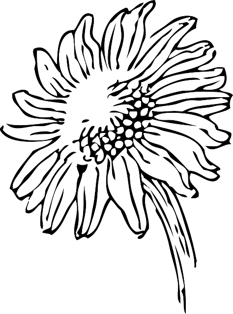 Black, Outline, Drawing, Sketch, Sun, Flower, White - Sunflowers Clip Art Black And White (474x640)